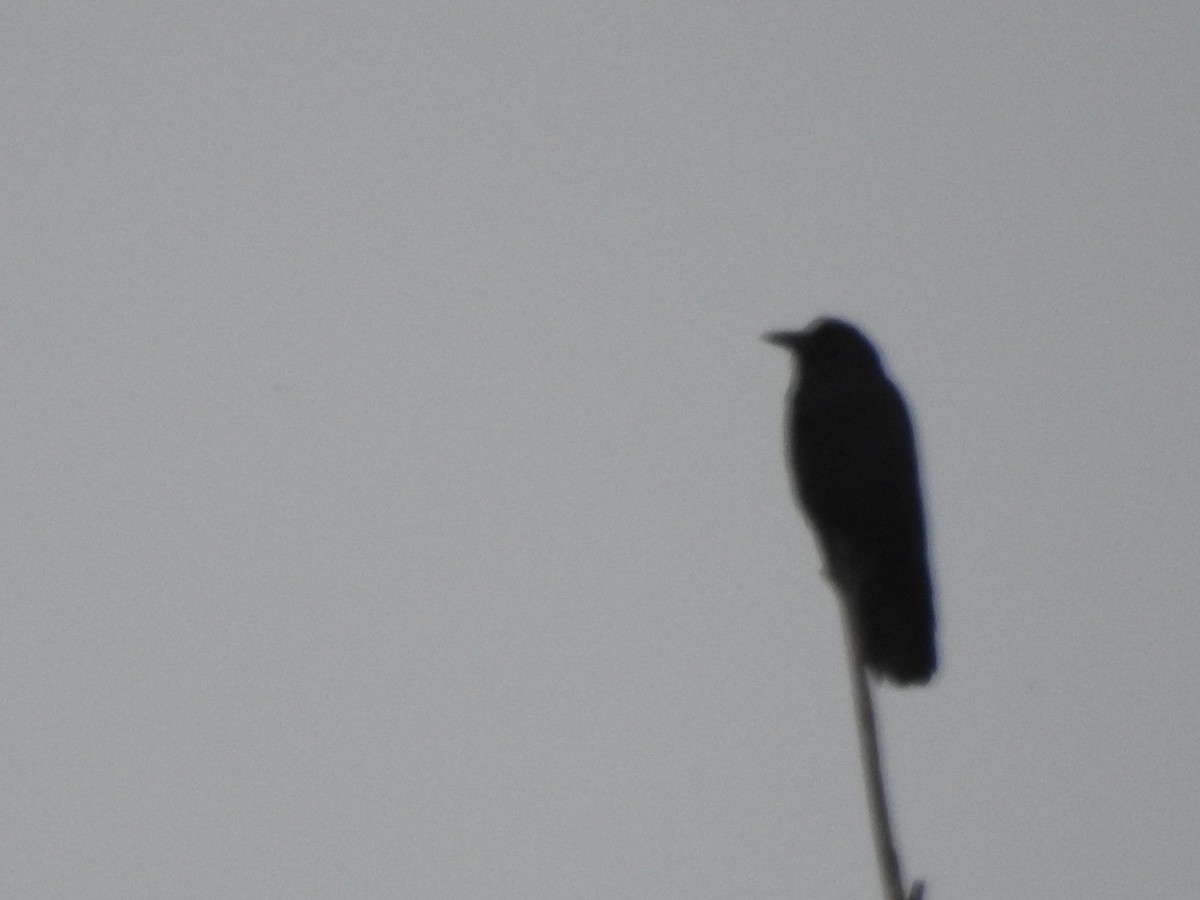 Fish Crow - ML318491721