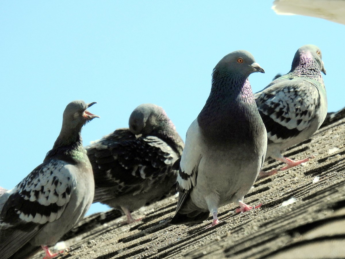 Rock Pigeon (Feral Pigeon) - ML318493901