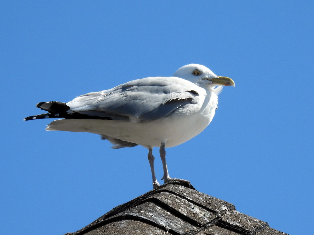 Herring Gull - ML318494031