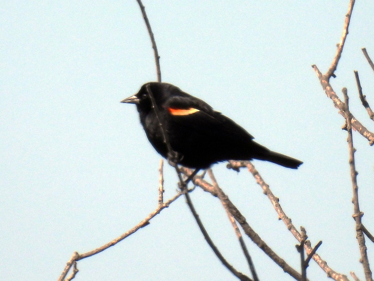 Red-winged Blackbird - ML318494231