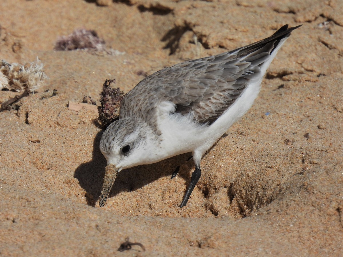 Sanderling - Joren van Schie