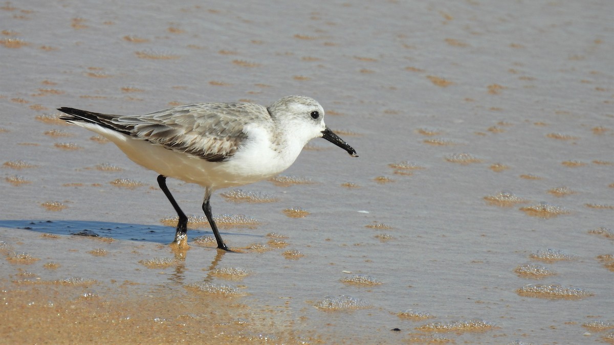 Sanderling - Joren van Schie