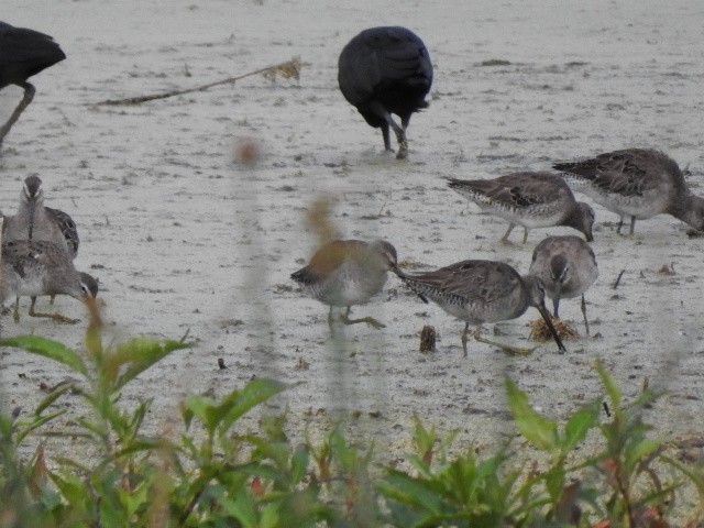 Long-billed Dowitcher - Josephine Muncy