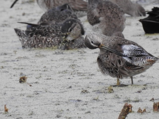 Long-billed Dowitcher - Josephine Muncy