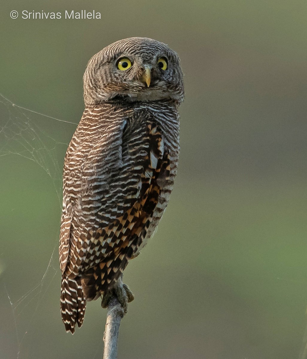 Jungle Owlet - Srinivas Mallela