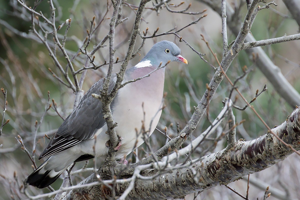 Common Wood-Pigeon - ML318495601