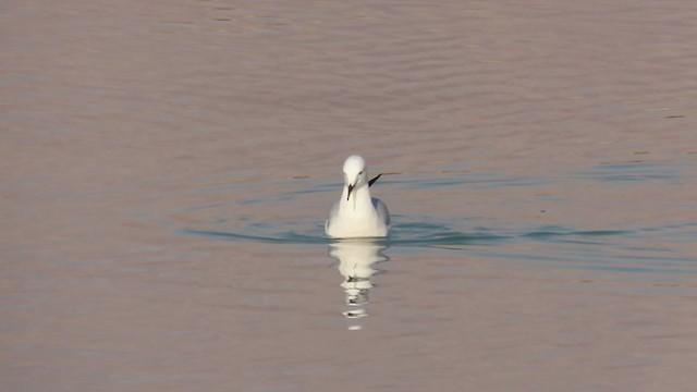 Slender-billed Gull - ML318495771