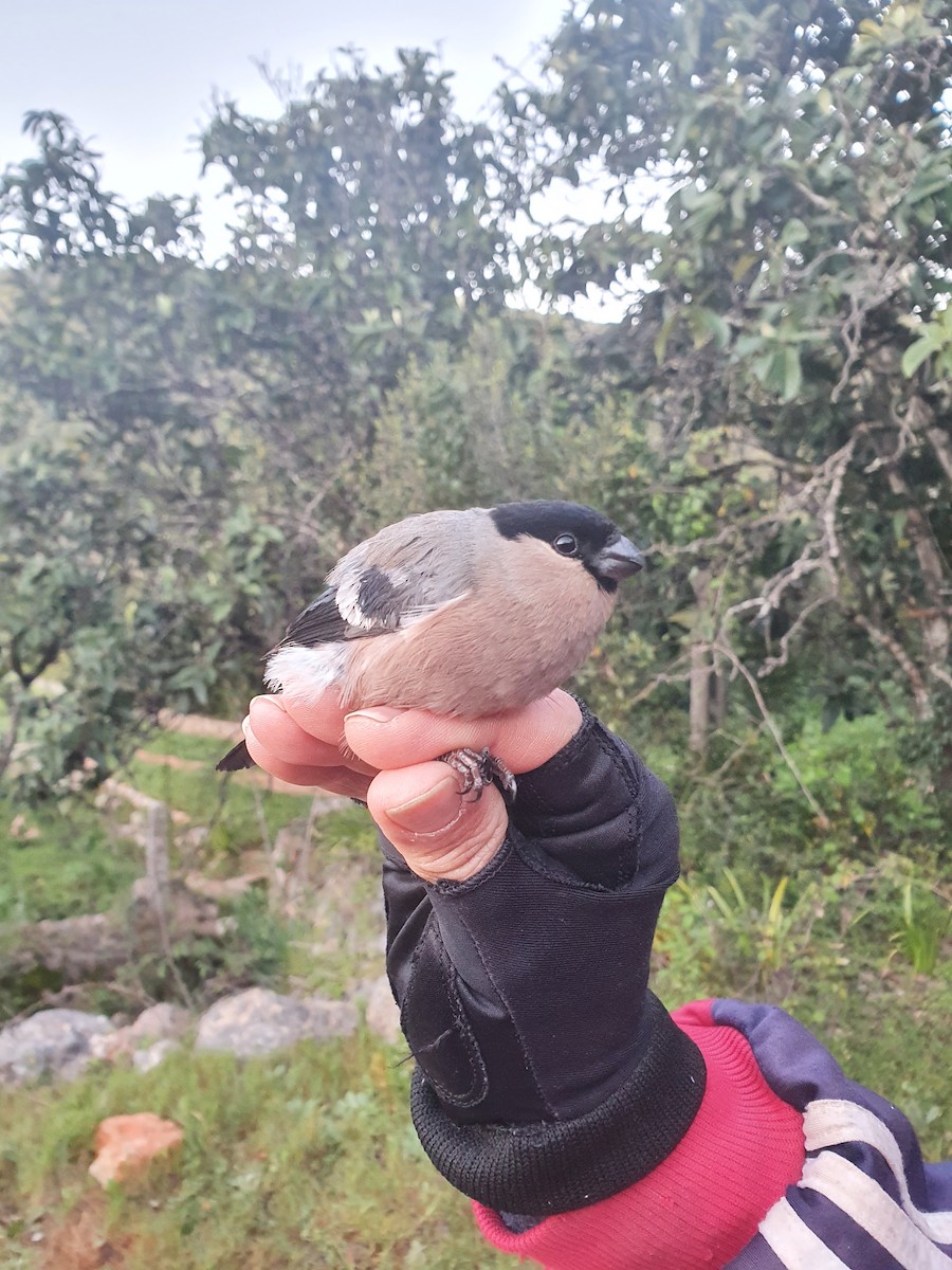 Eurasian Bullfinch - ML318496431