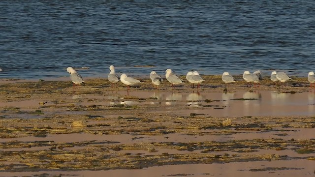 Slender-billed Gull - ML318496461