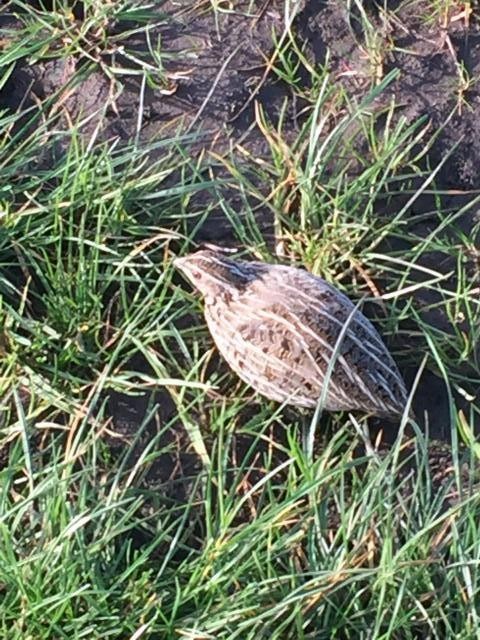 Stubble Quail - ML31849671