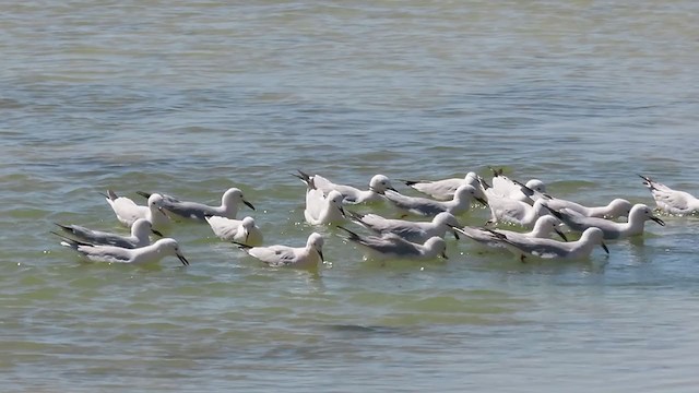 Gaviota Picofina - ML318497561