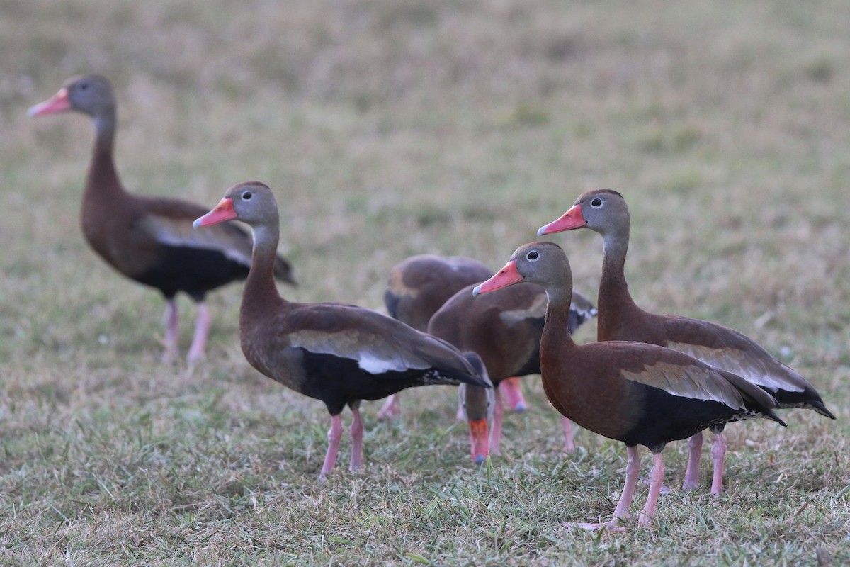 Black-bellied Whistling-Duck - Don Brode