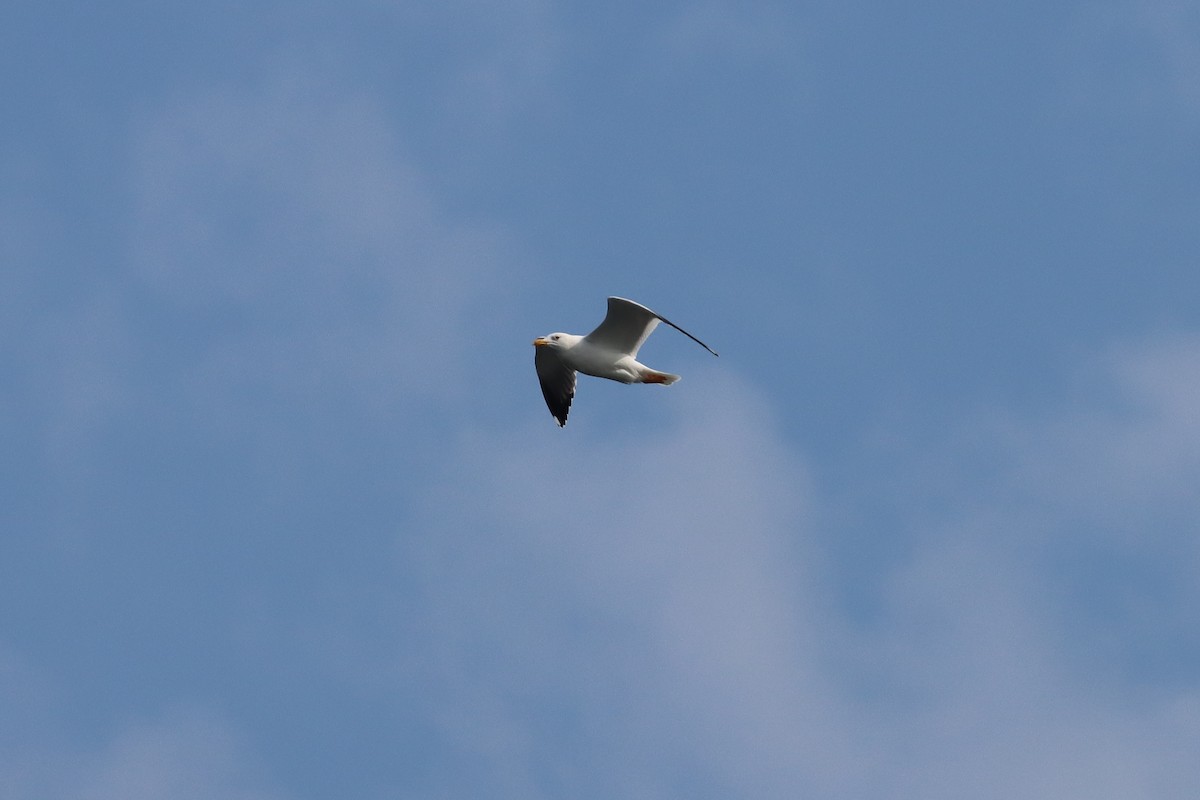 Lesser Black-backed Gull - Yu-Wei (昱緯) LI (李)