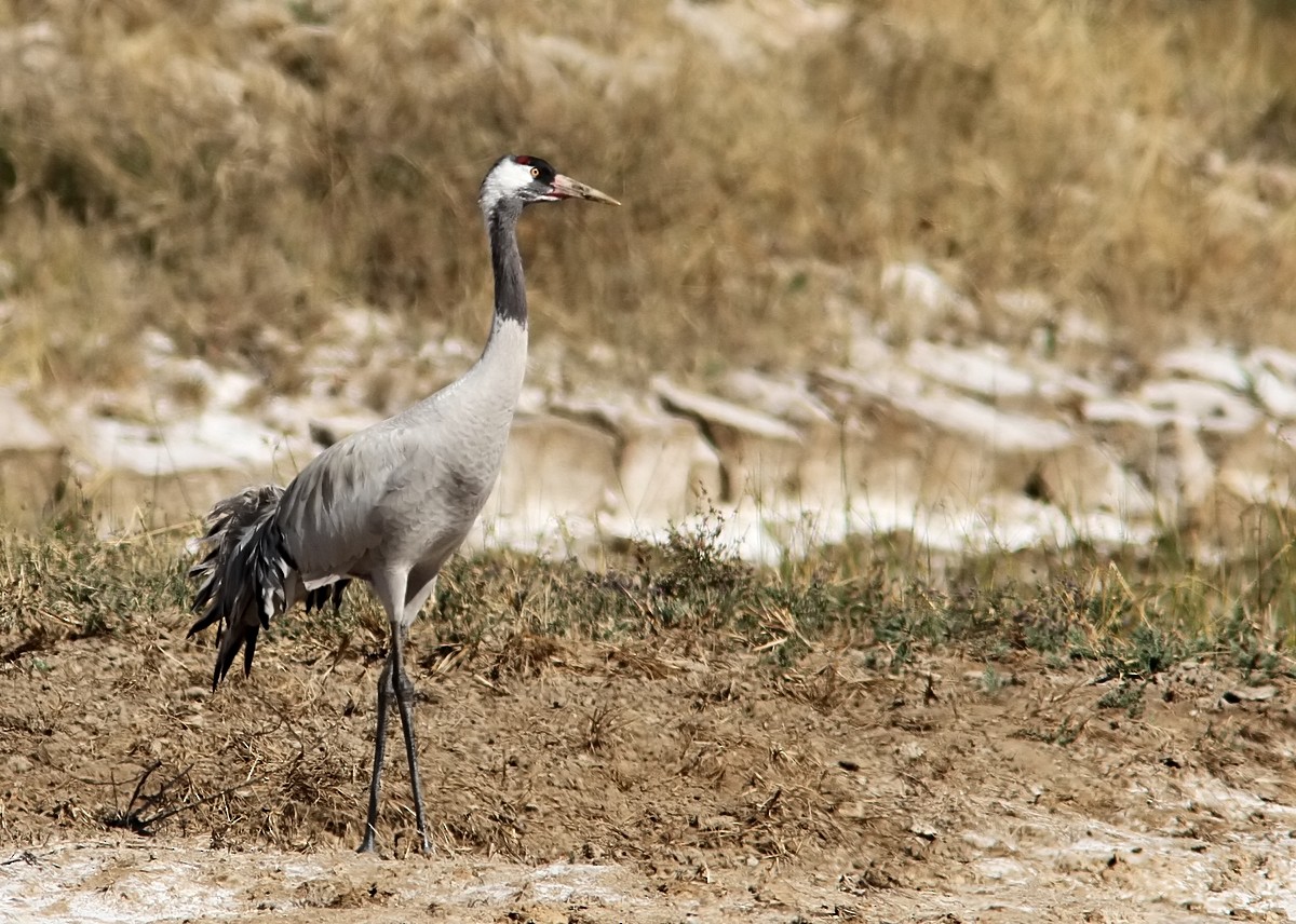 Common Crane - Garima Bhatia