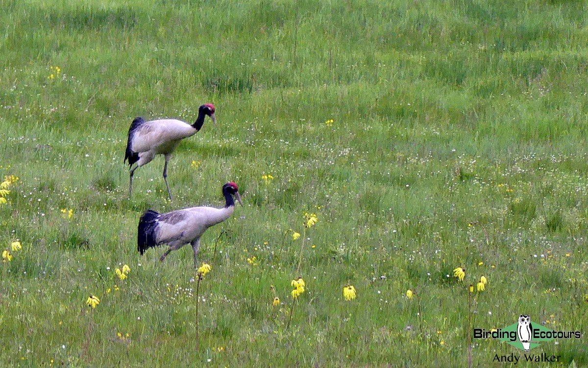 Black-necked Crane - Andy Walker - Birding Ecotours