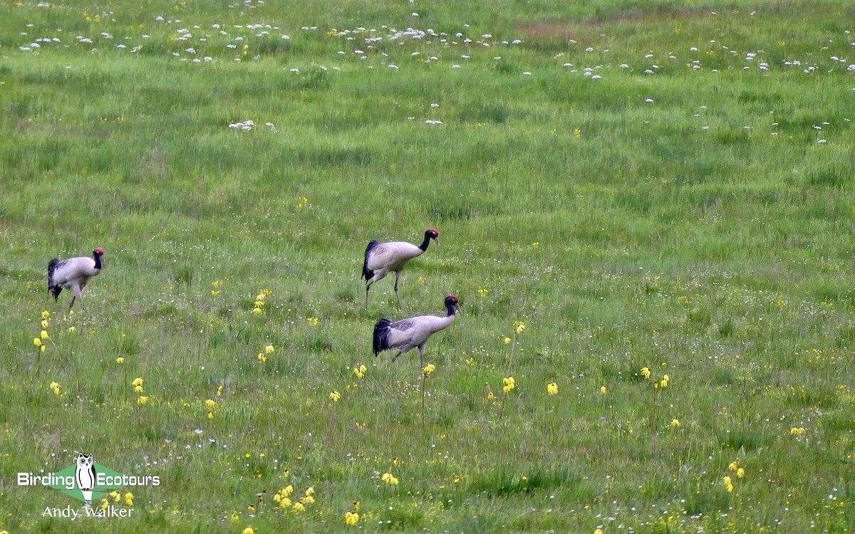 Black-necked Crane - Andy Walker - Birding Ecotours