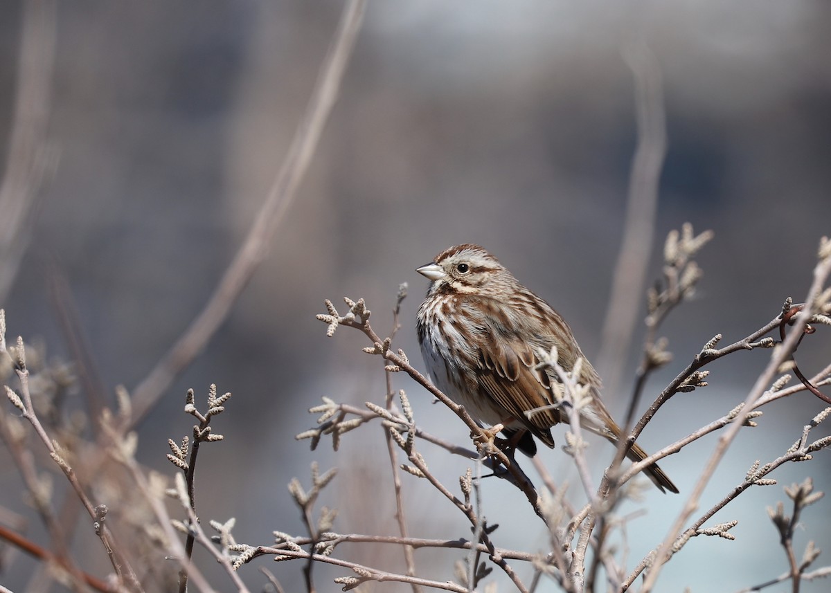 Song Sparrow - ML318502071