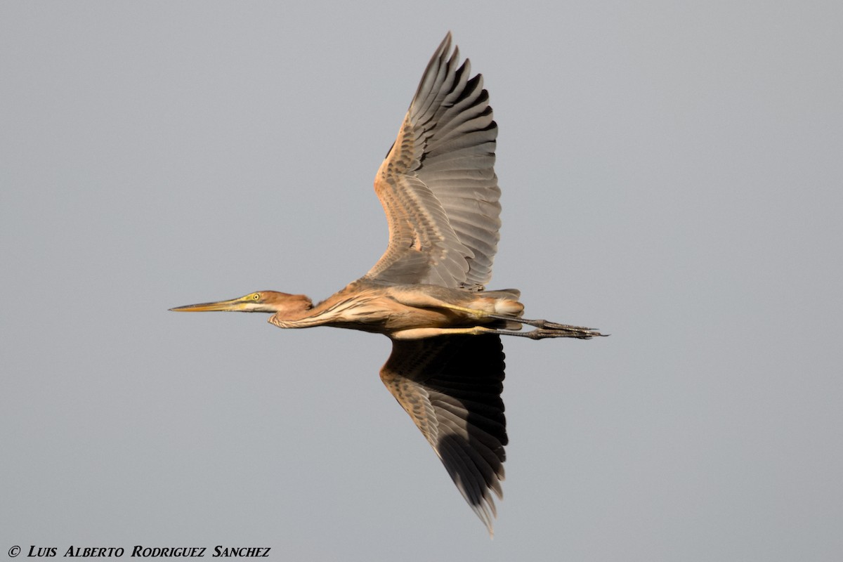 Purple Heron - ML318502291