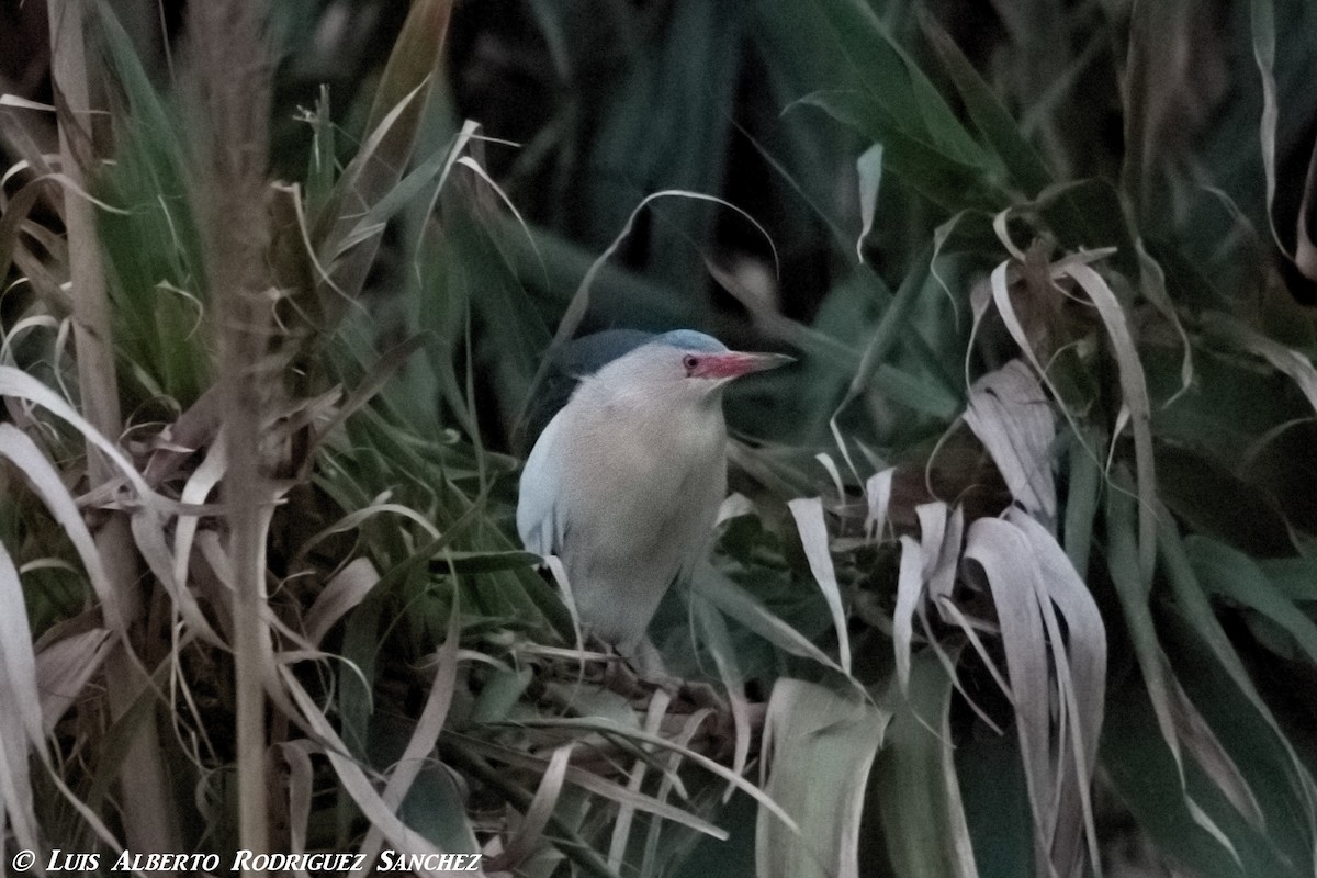 Little Bittern - ML318502331