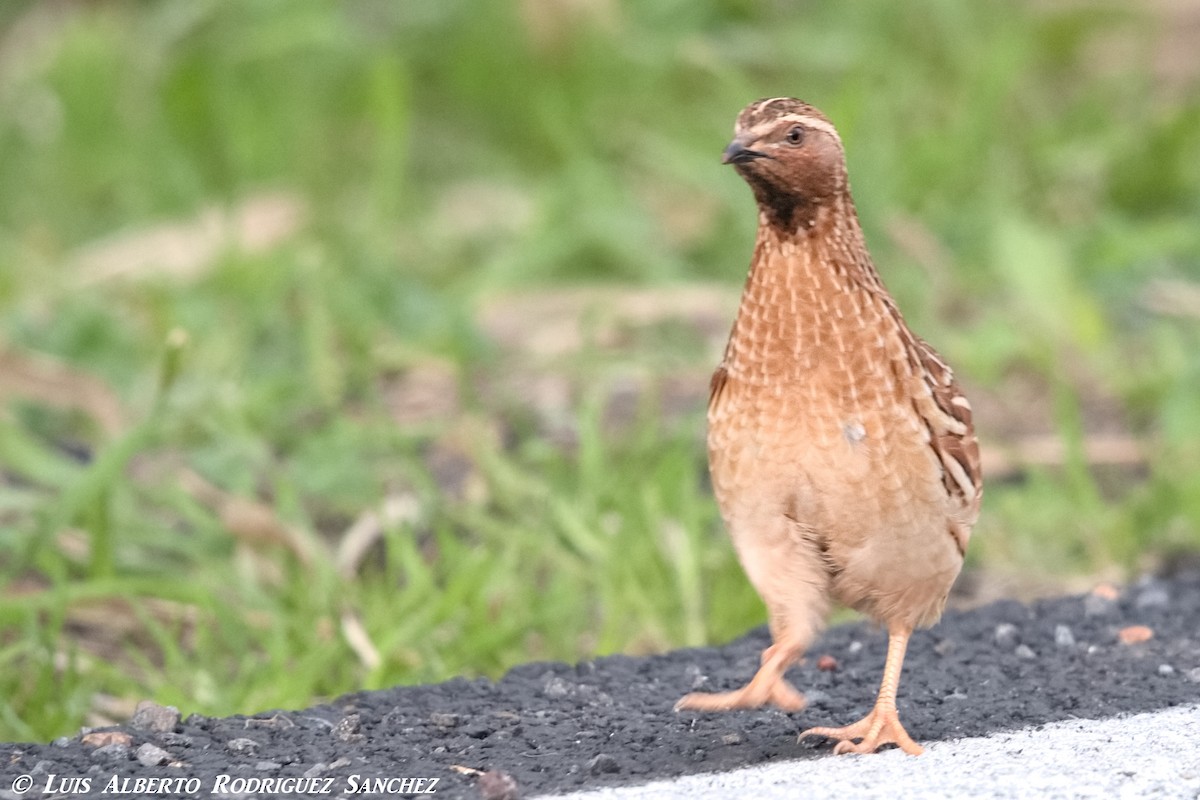 Common Quail - ML318502511