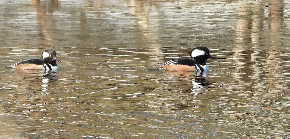 Hooded Merganser - David Euler