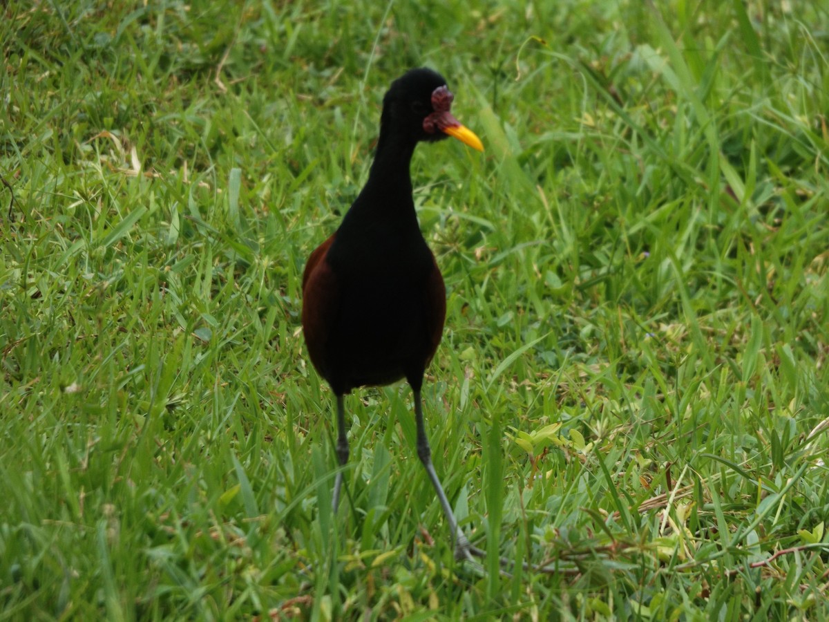 Wattled Jacana - Adela Indriago