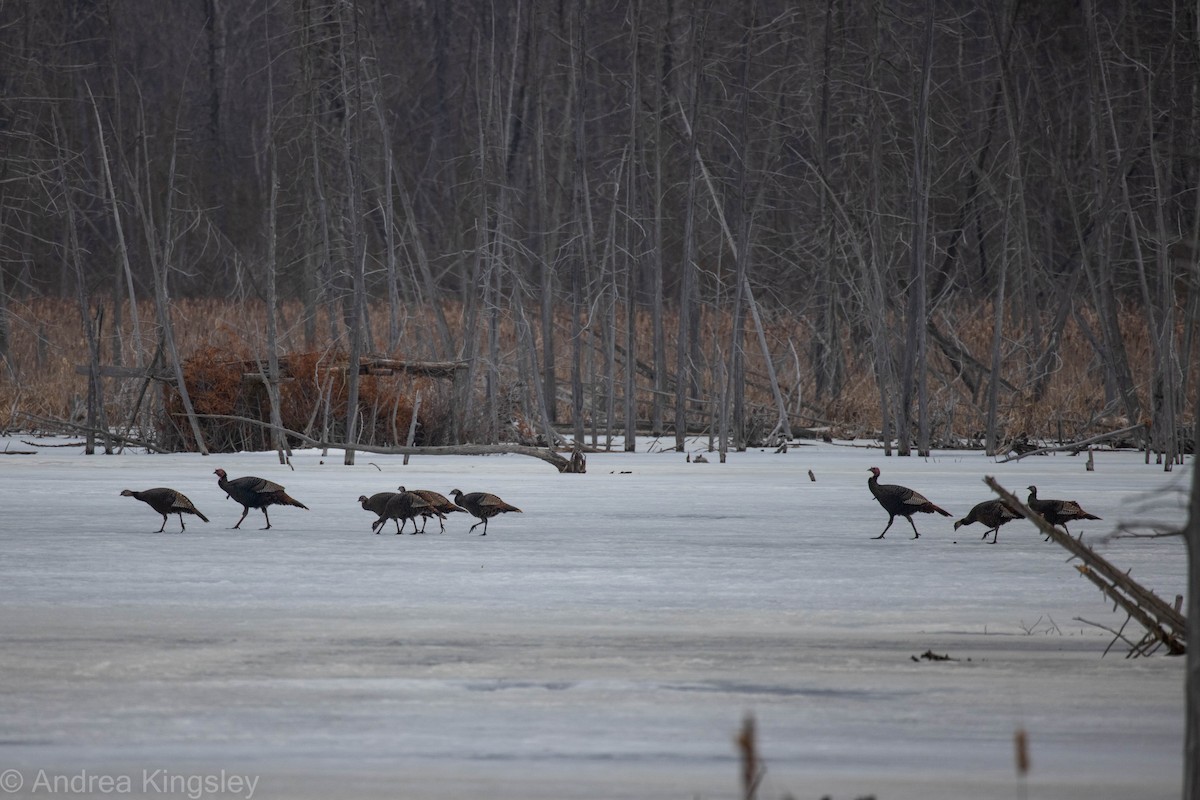 Wild Turkey - ML318507941