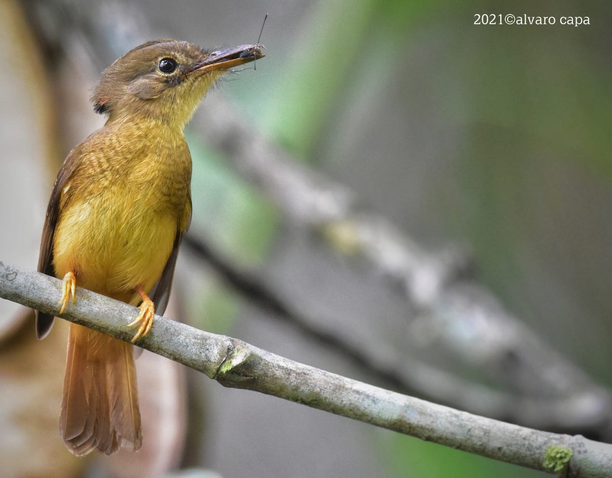 Tropical Royal Flycatcher - ML318508821