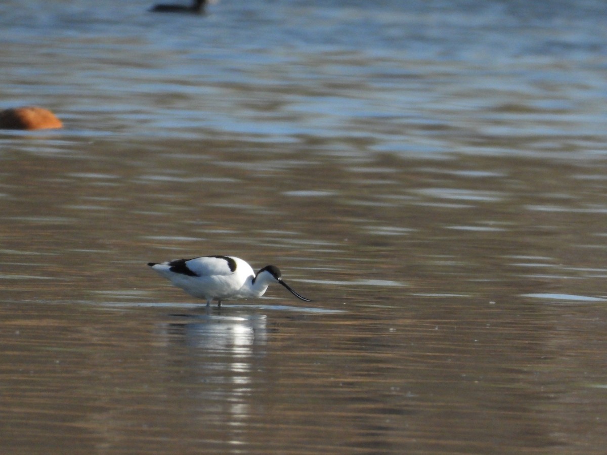 Pied Avocet - ML318508861