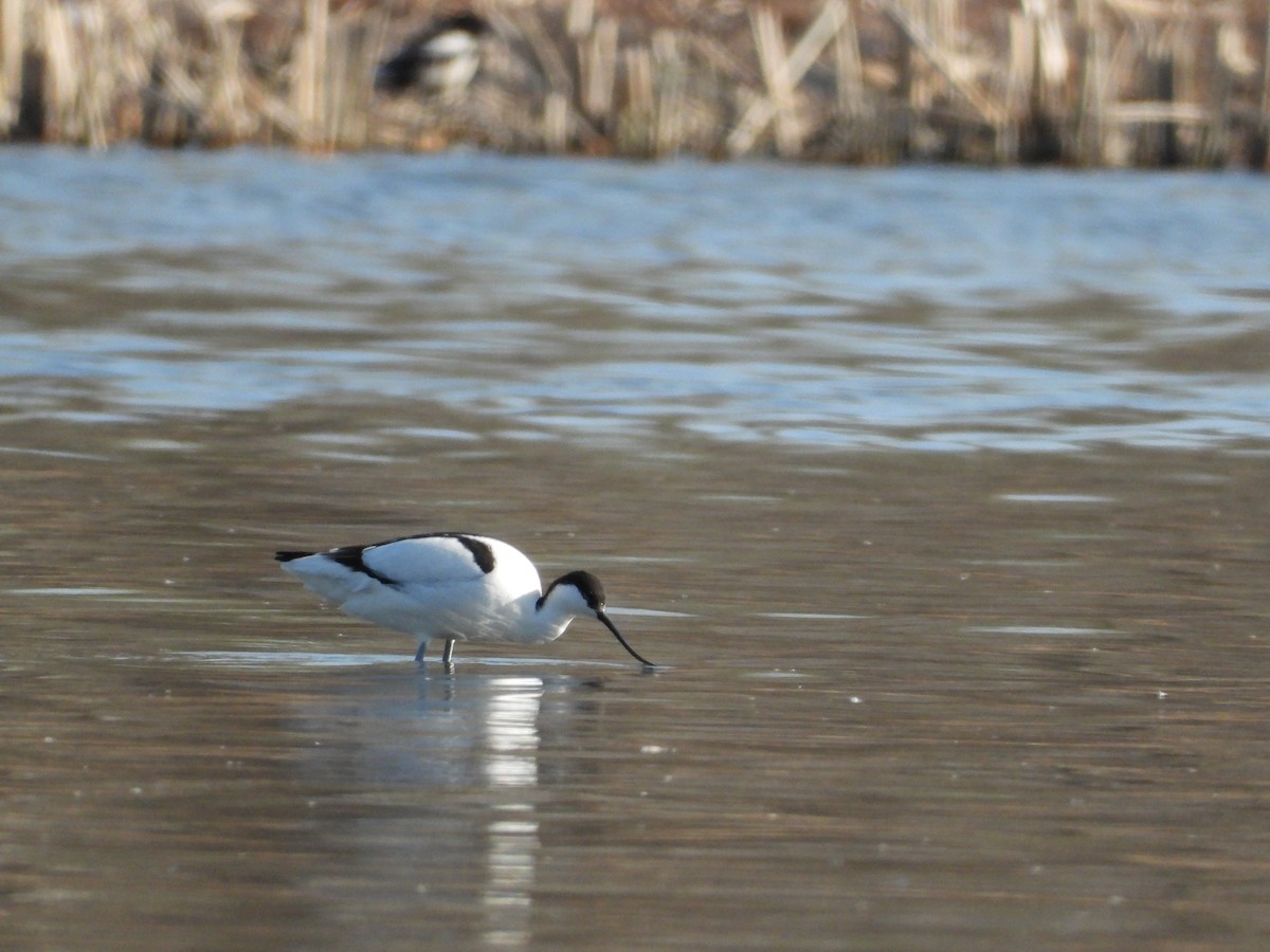 Pied Avocet - ML318509011