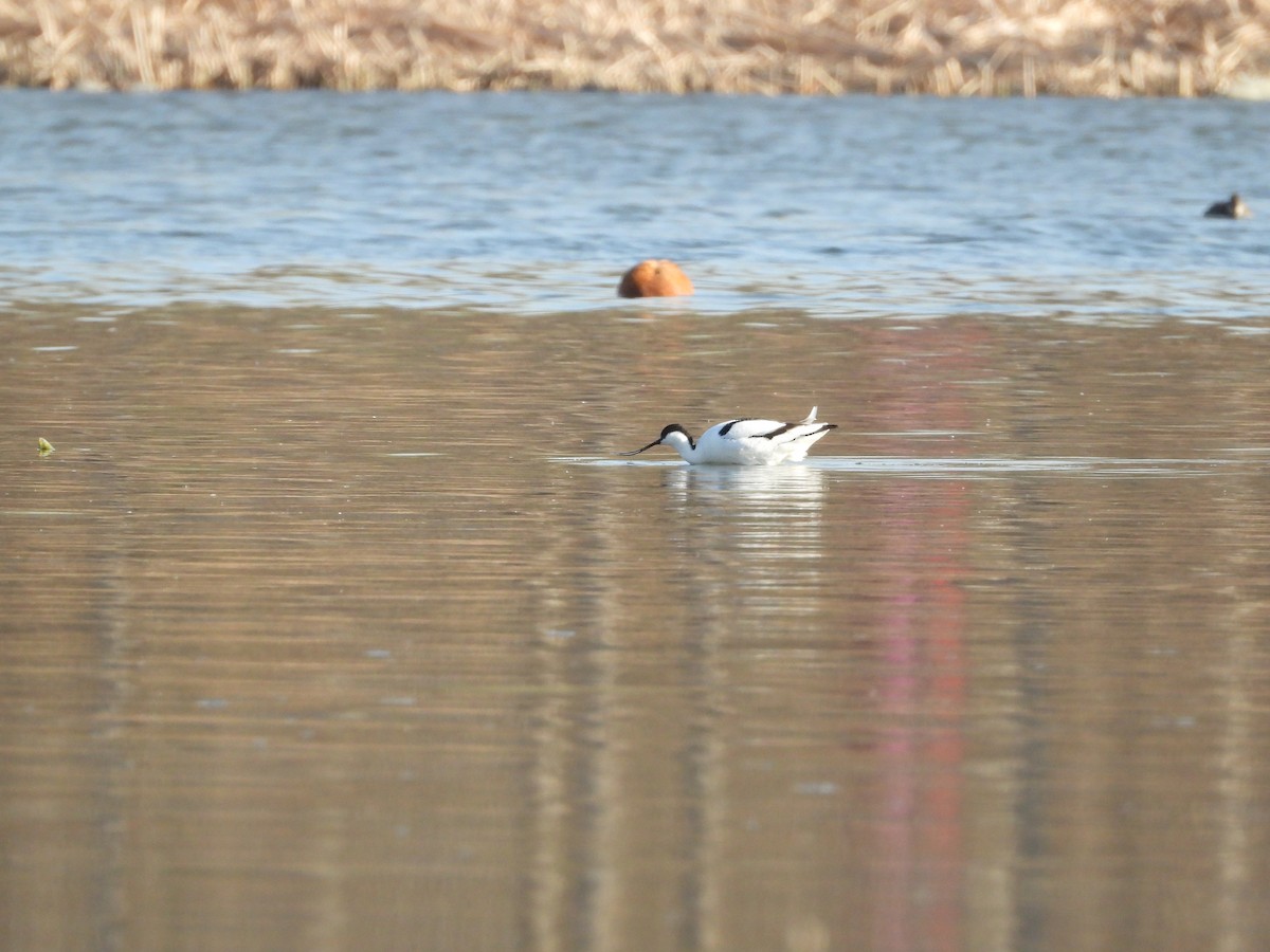 Pied Avocet - ML318509271