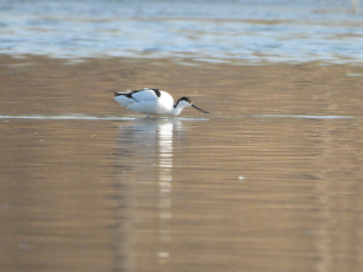 Pied Avocet - ML318509281