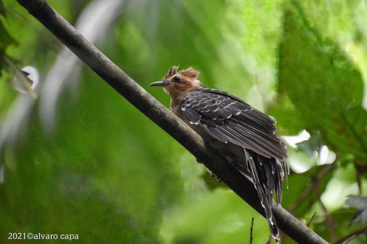 Pavonine Cuckoo - ML318509311