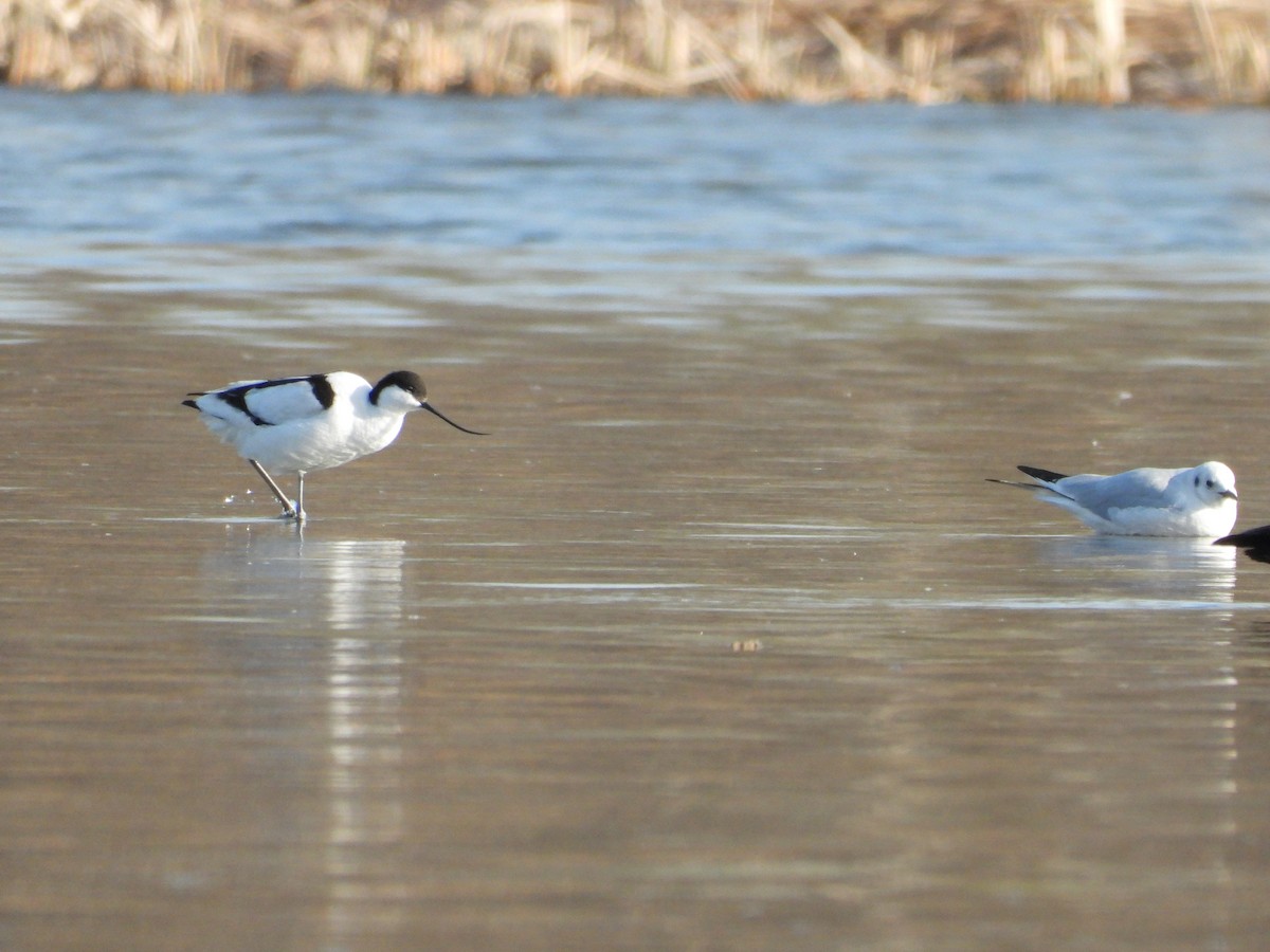 Pied Avocet - ML318509331