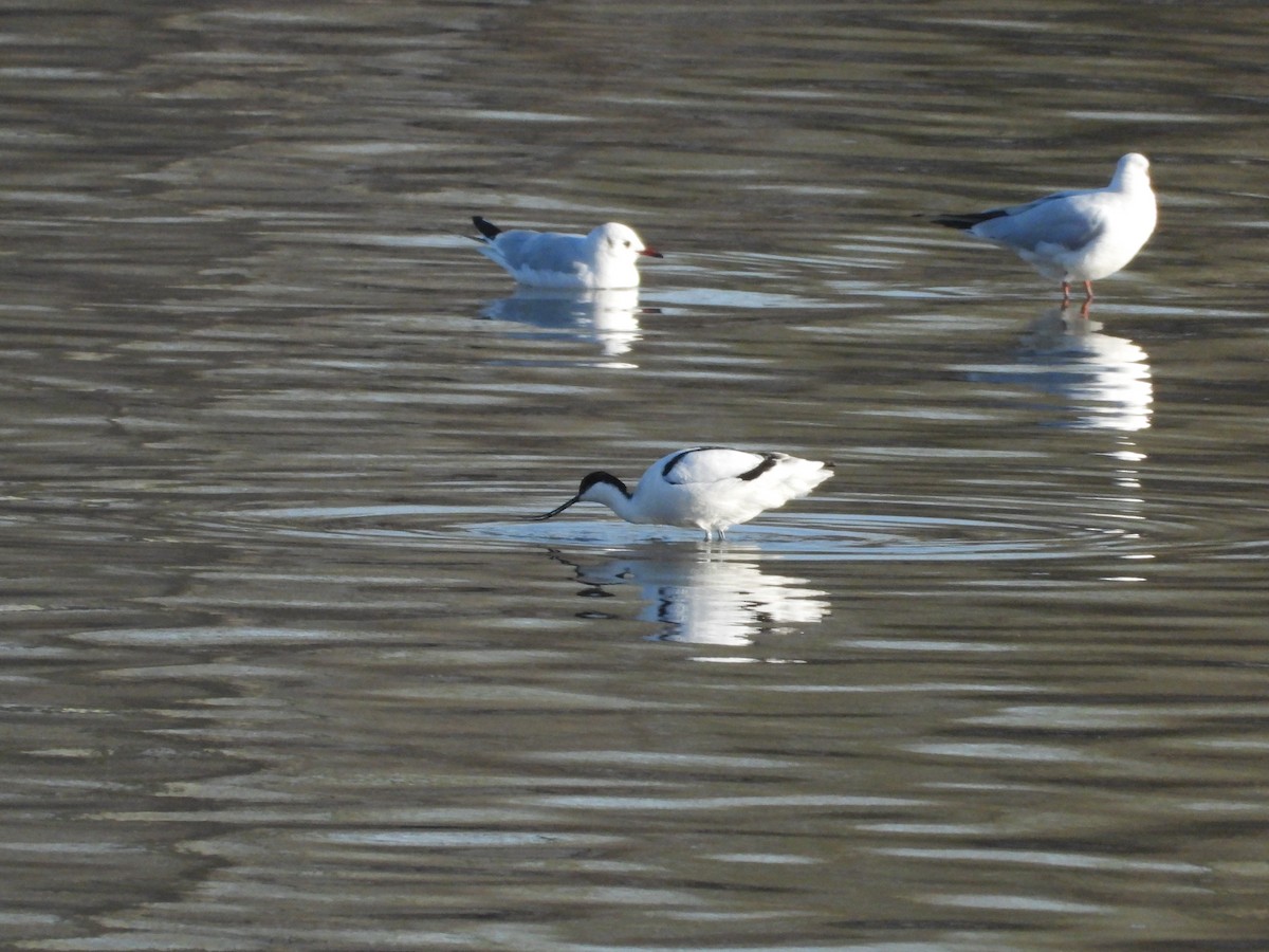 Pied Avocet - ML318509481