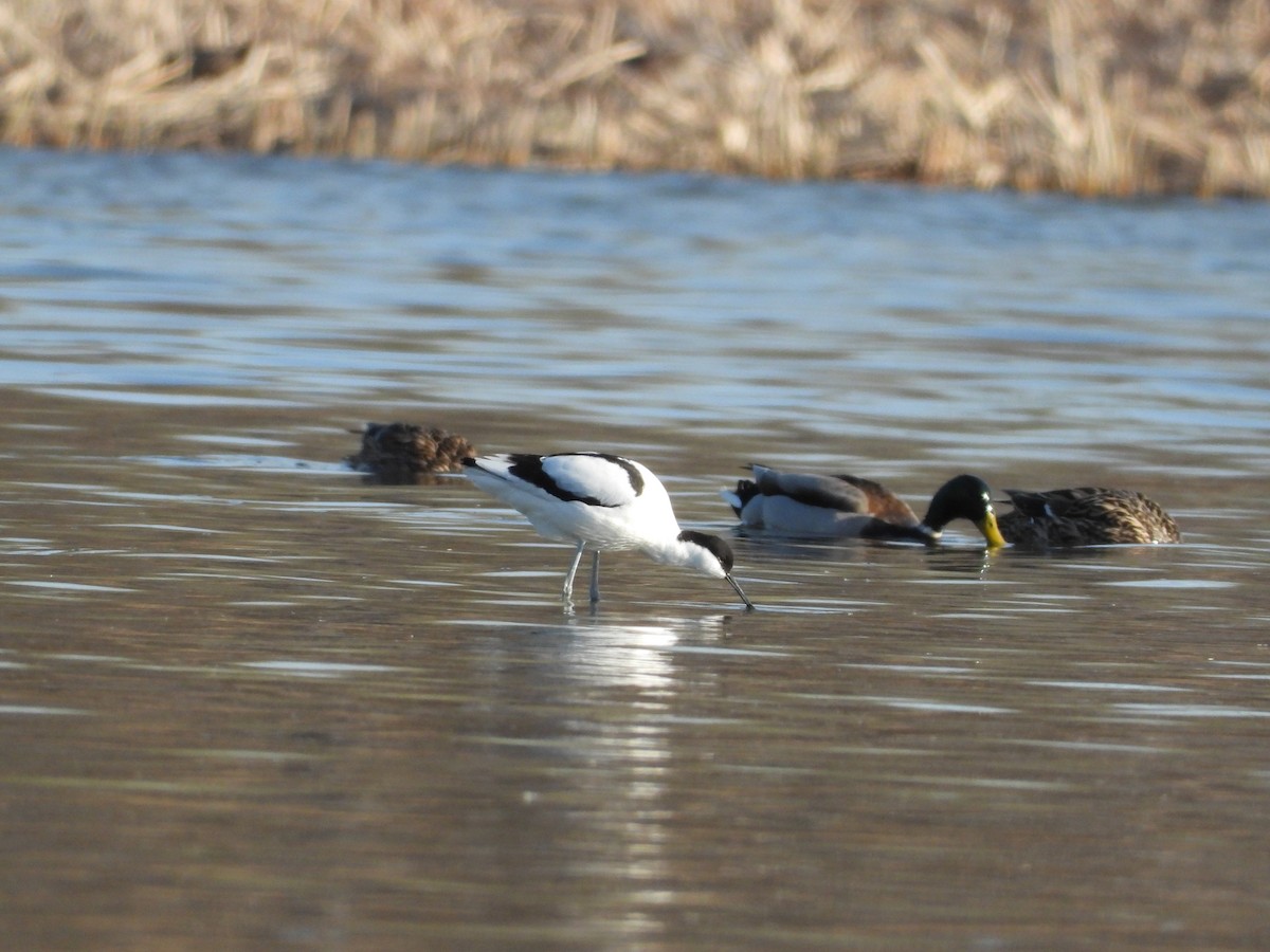 Pied Avocet - ML318509571