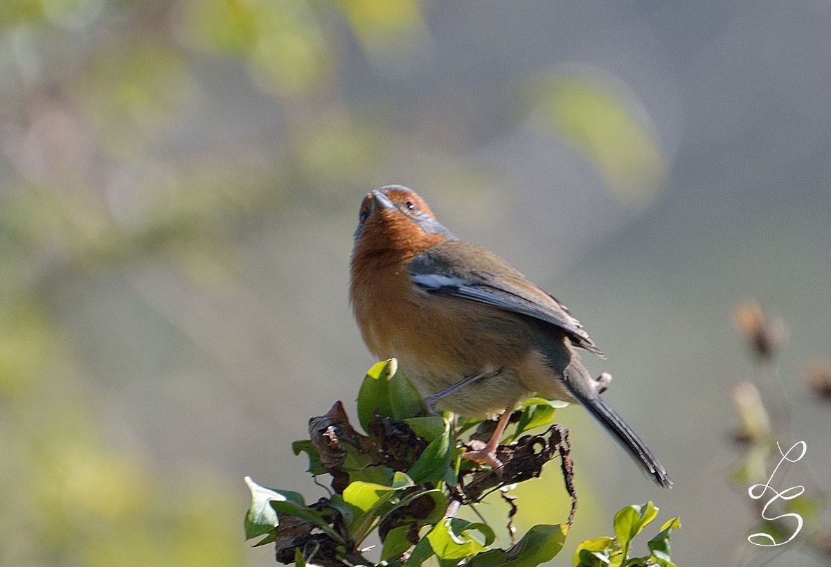 Rusty-browed Warbling Finch - ML31850981