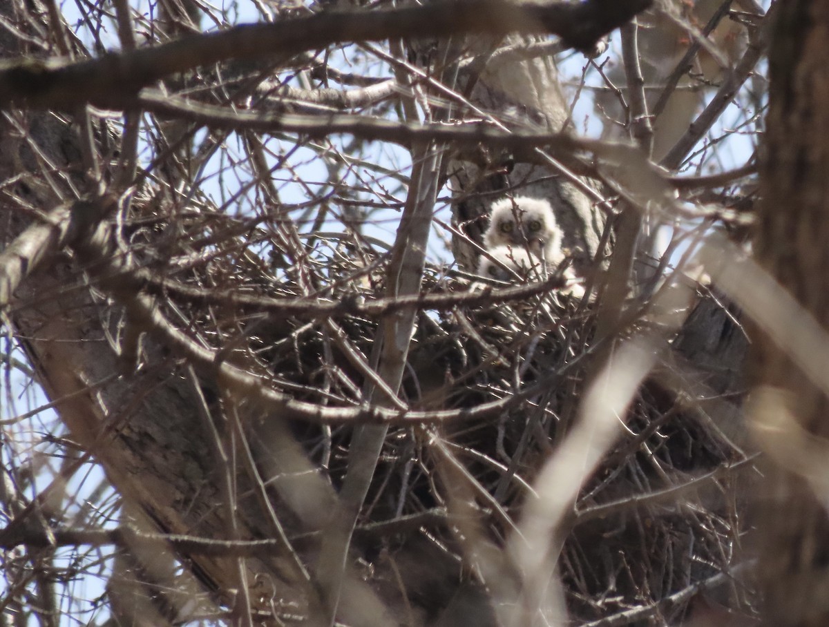 Great Horned Owl - ML318512391