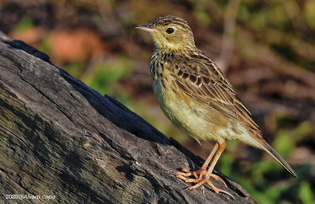 Yellowish Pipit - ML318512921