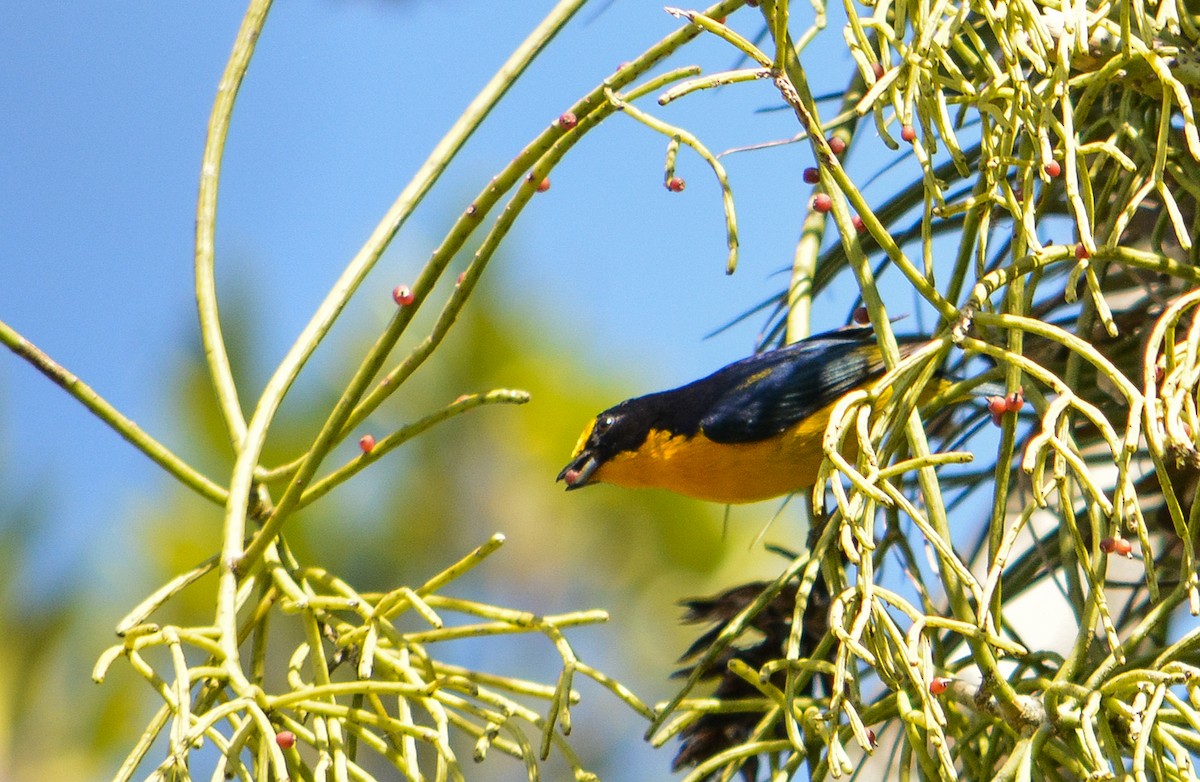 Violaceous Euphonia - João Gava Just