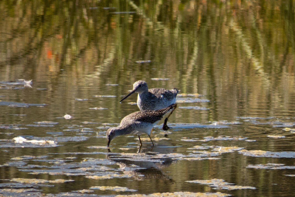 Greater Yellowlegs - André Vielma Mansilla