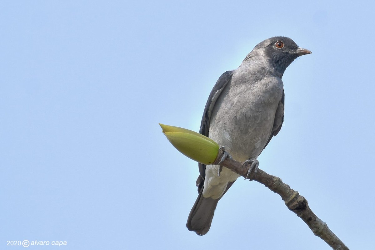 Black-faced Cotinga - ML318514951