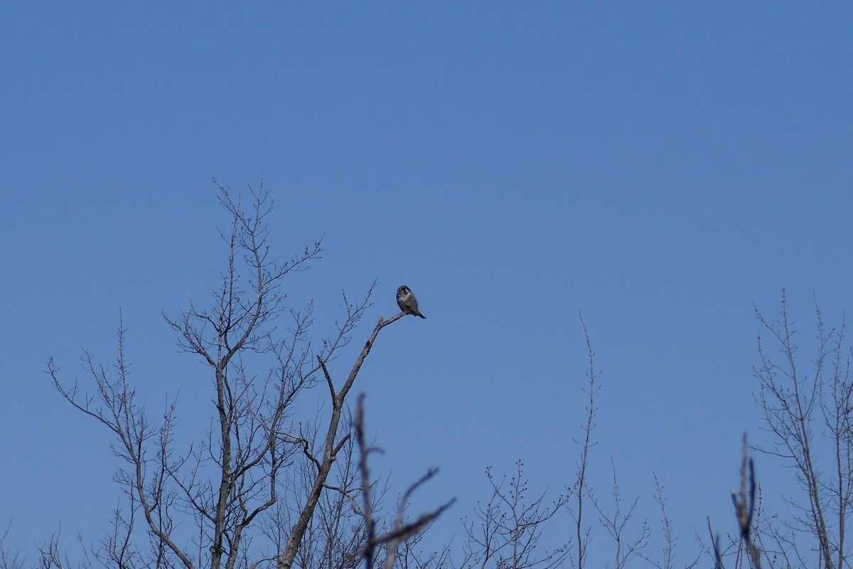 Northern Hawk Owl - Stephen Homer