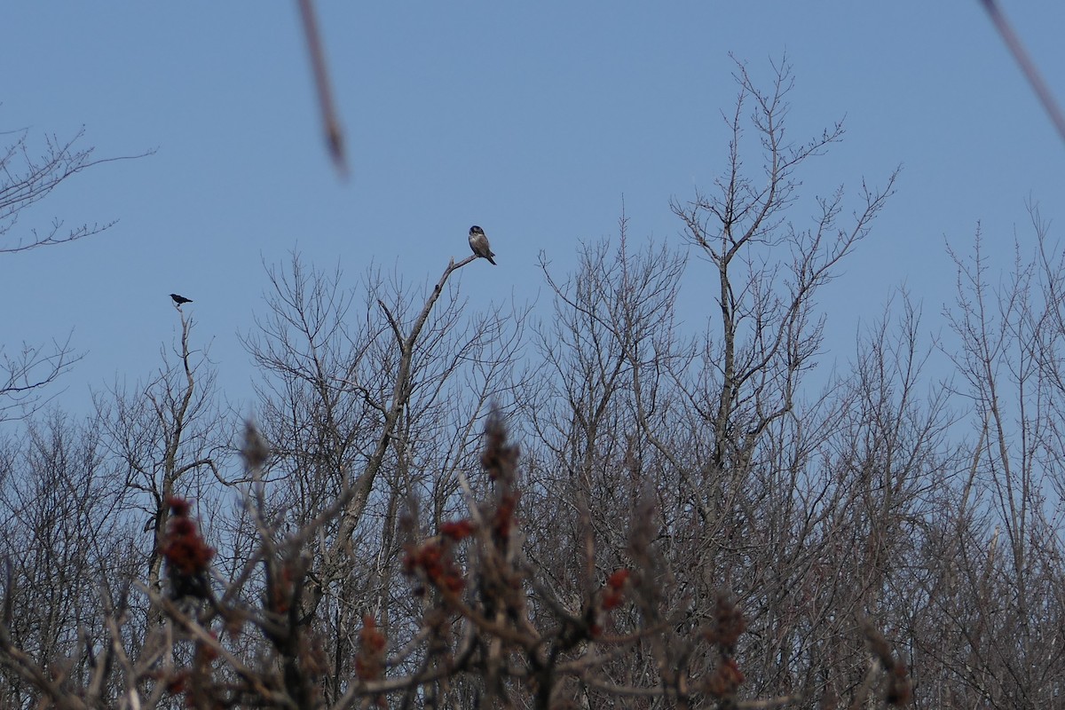 Northern Hawk Owl - Stephen Homer