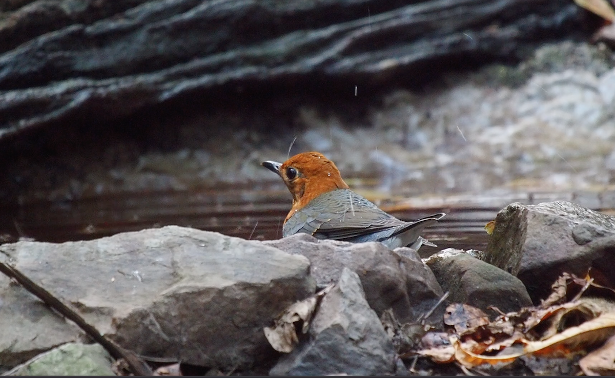 Orange-headed Thrush - ML318518041