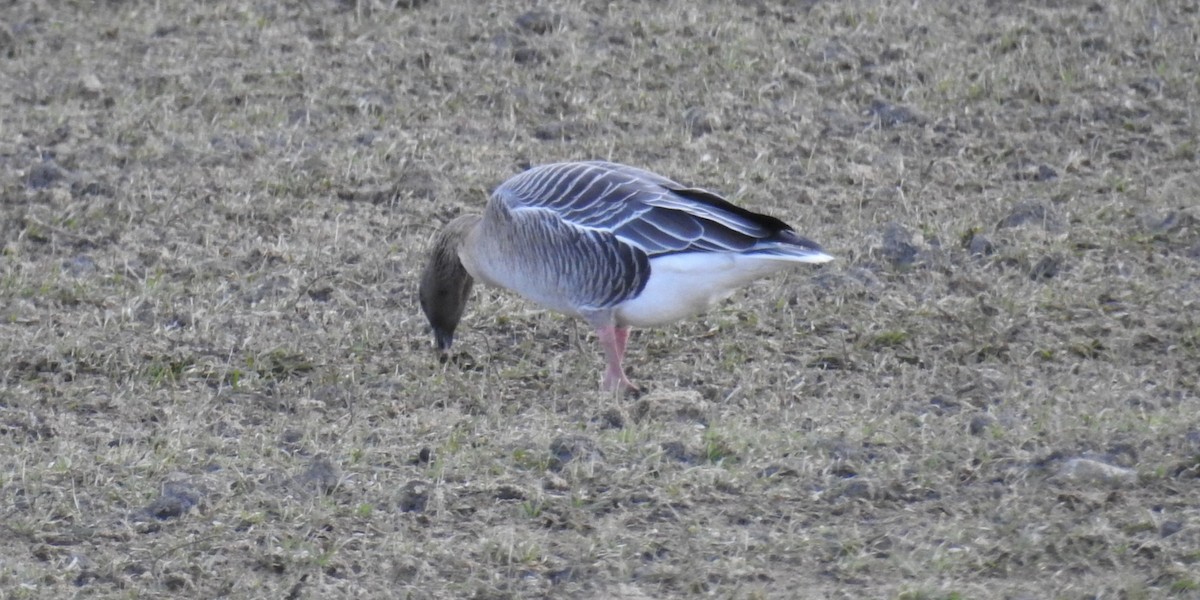 Pink-footed Goose - Åke Österberg