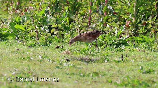 Corn Crake - ML318521361