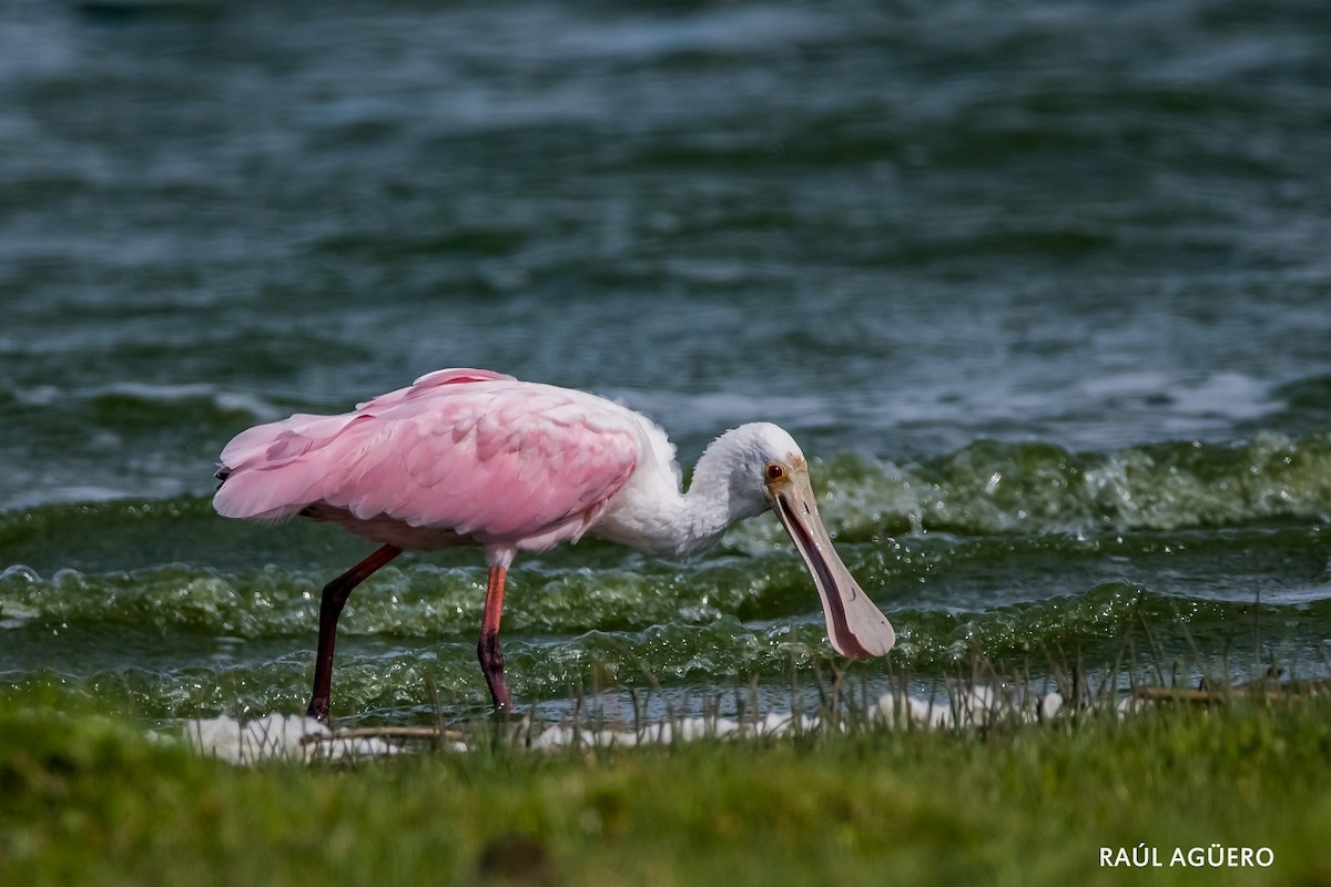 Roseate Spoonbill - ML318521481