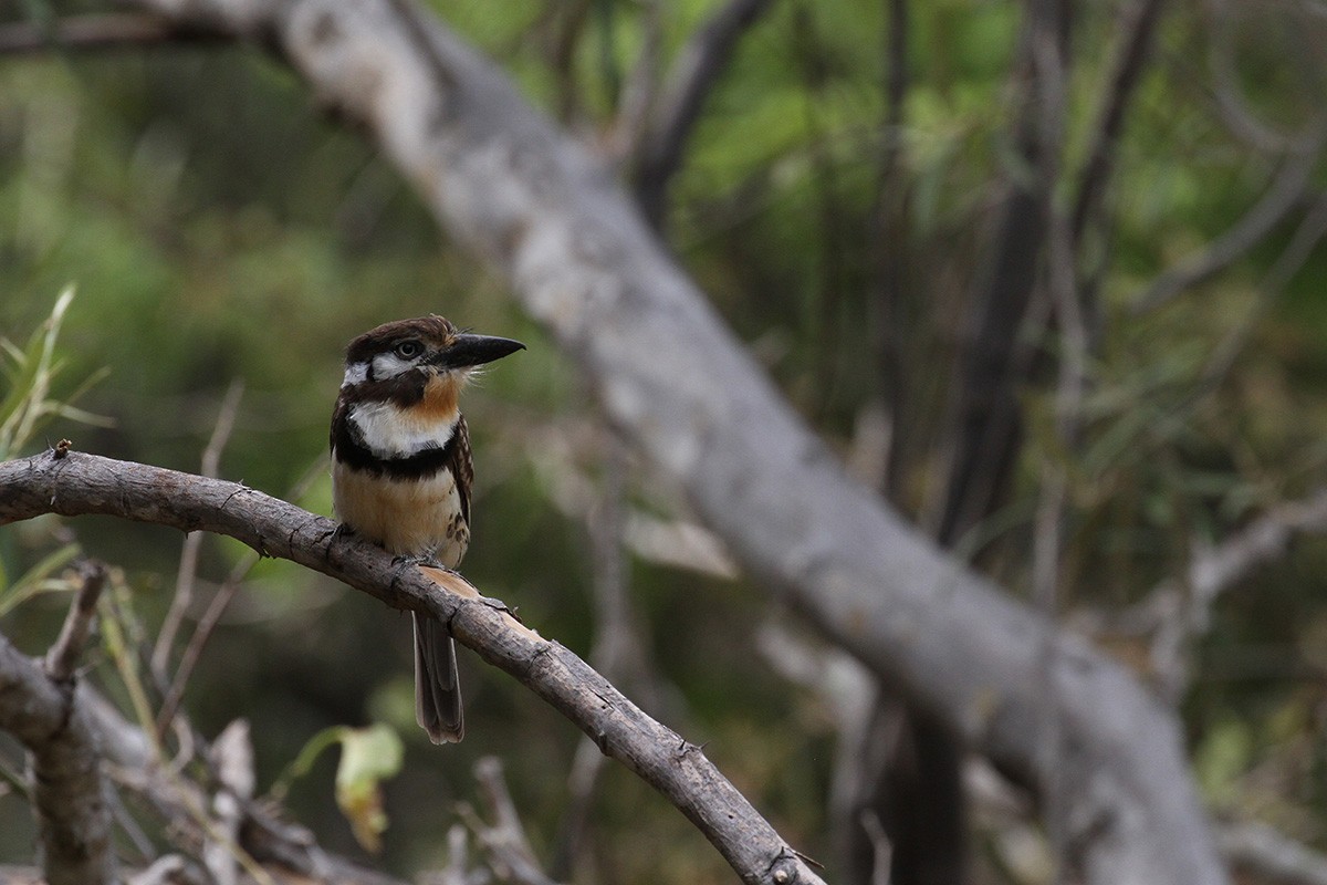 Russet-throated Puffbird - ML31852211