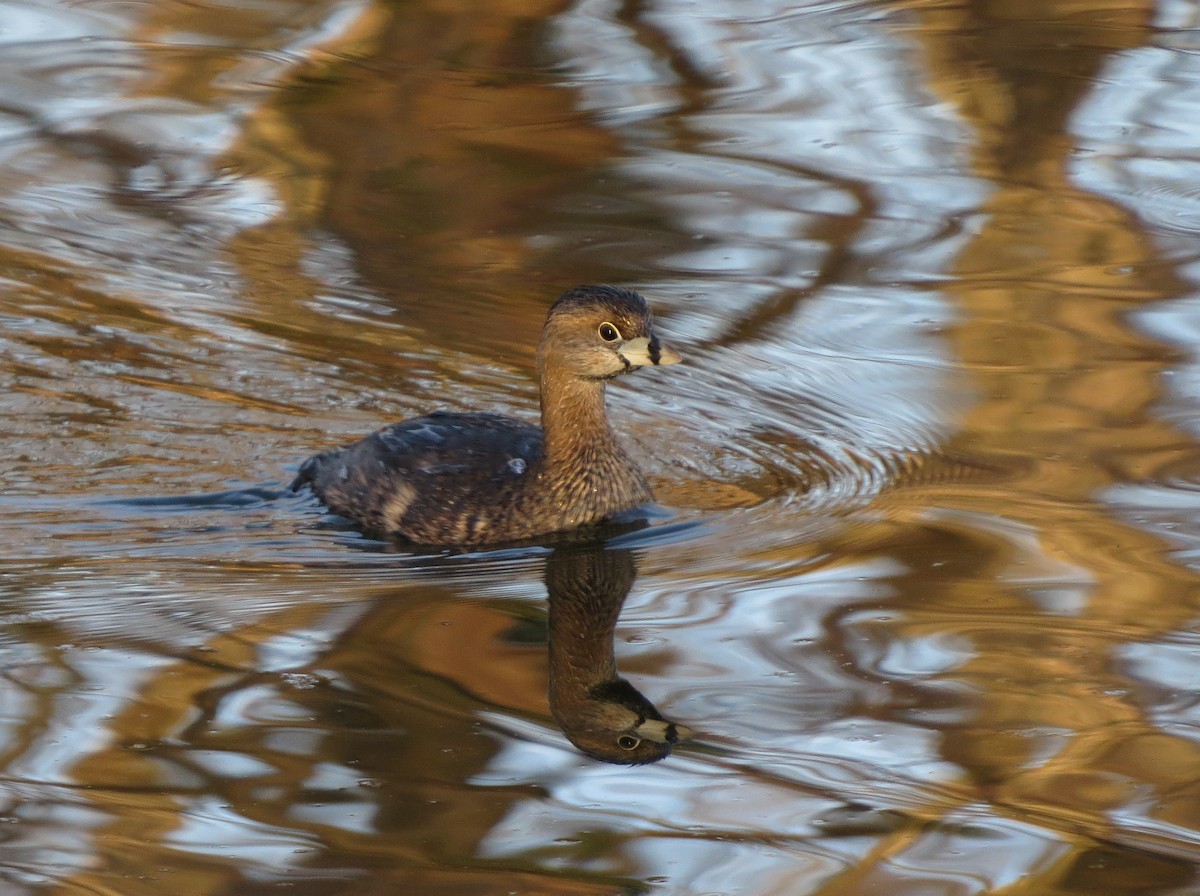 Pied-billed Grebe - ML318522191